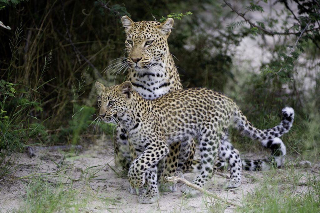Two leopards in South Africa