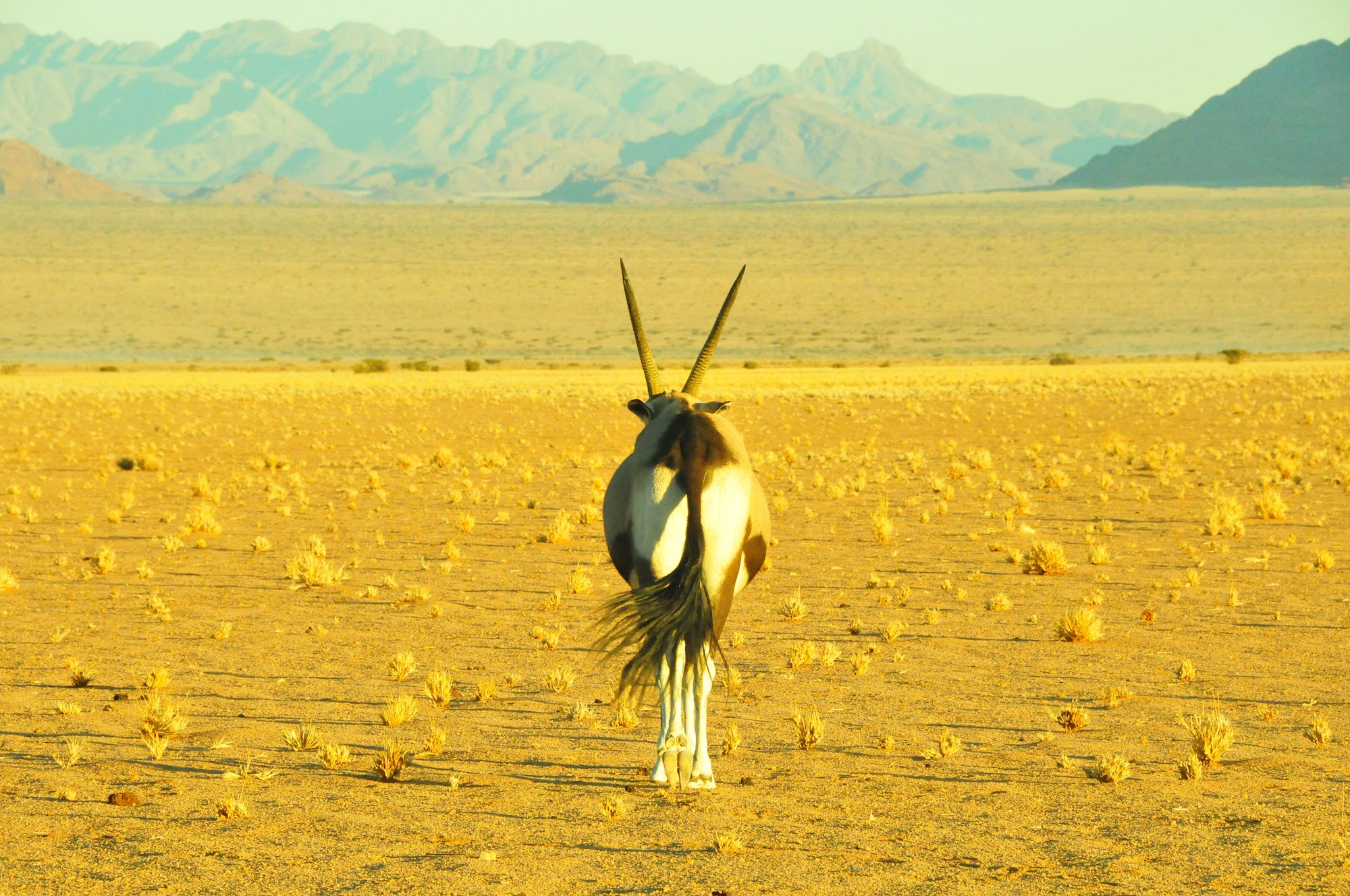 Namibia Safari