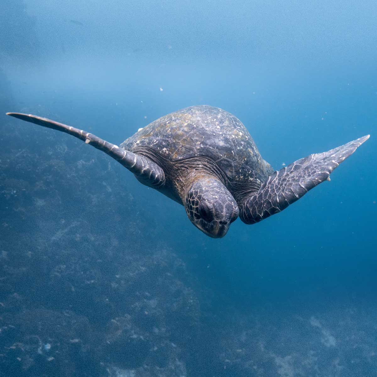 Galapagos-islands-turtle-swimming