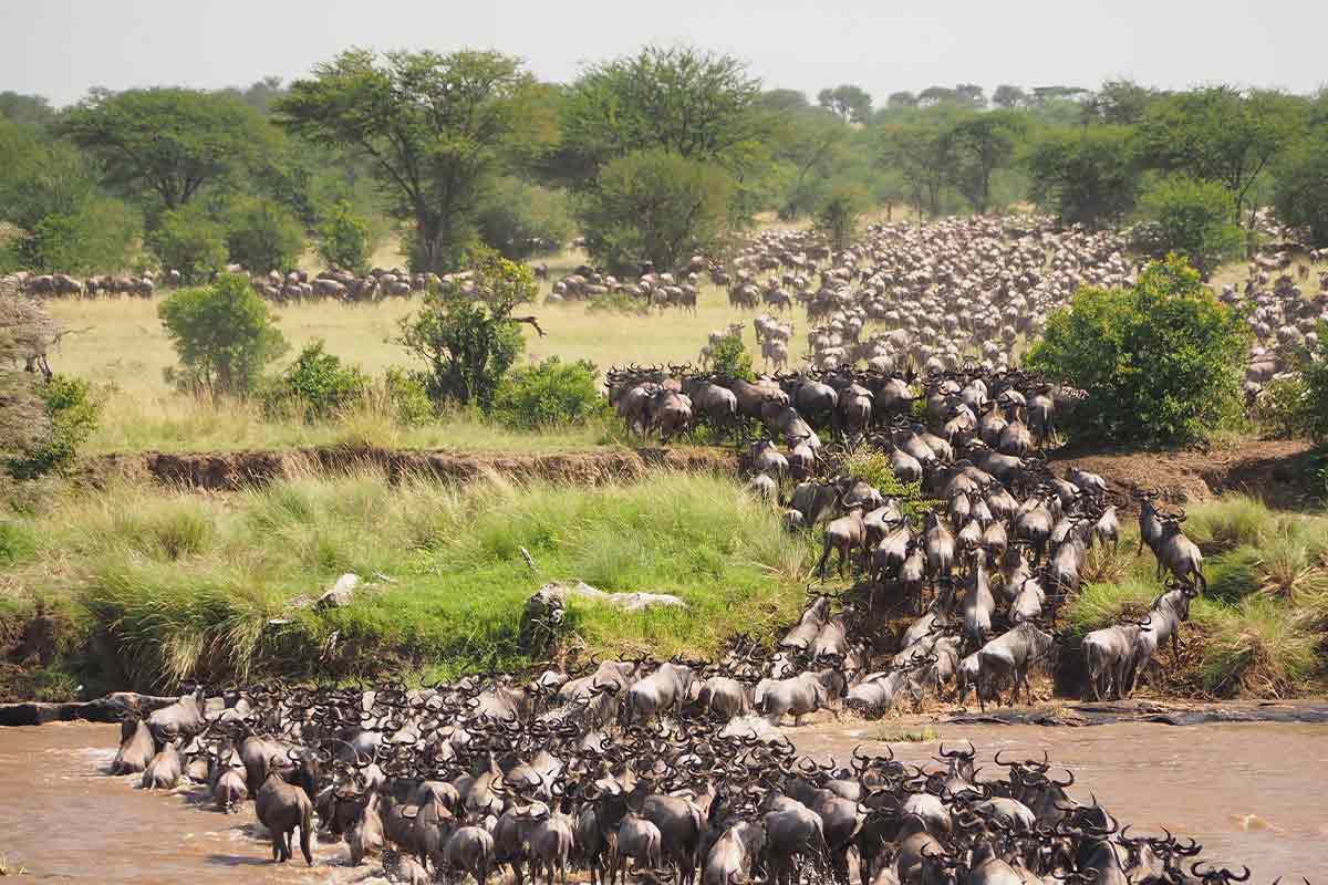 wildebeest migration serengeti