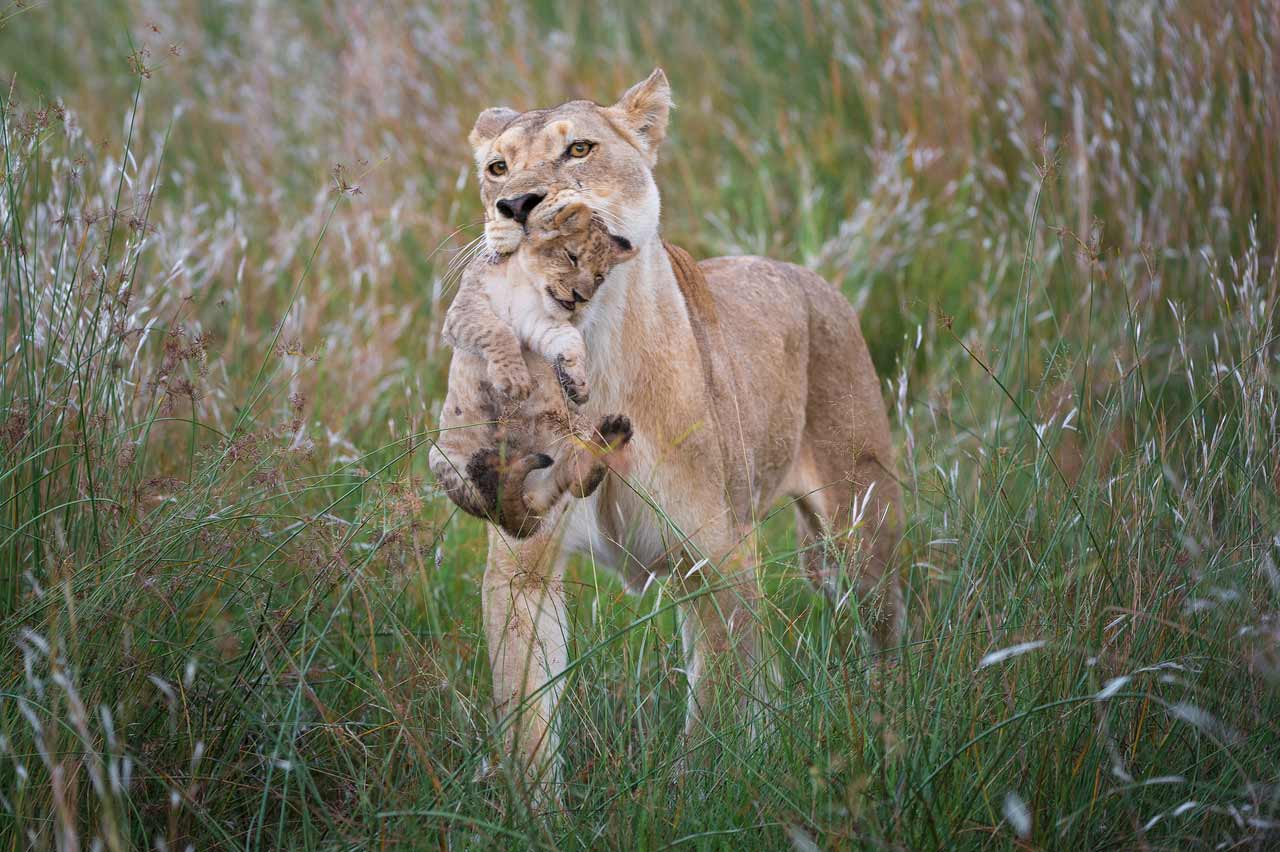 Lion Safari Botswana