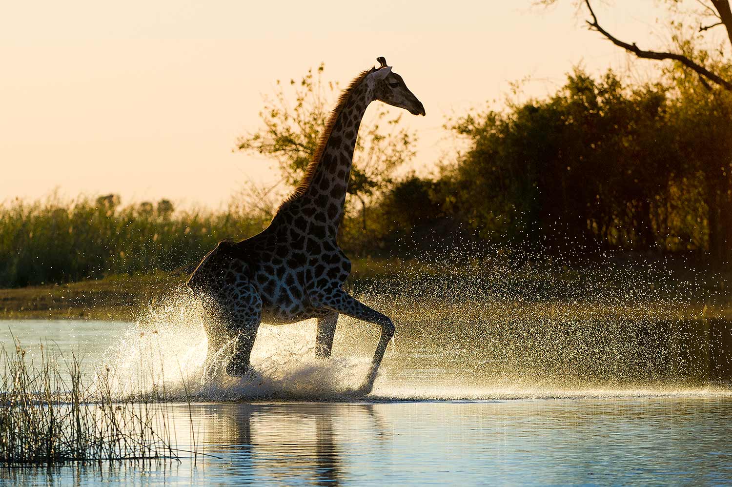 South Africa & Botswana Safari