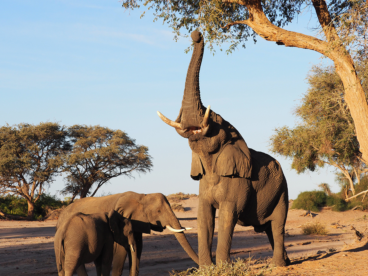 Desert-Elephants-Namibia