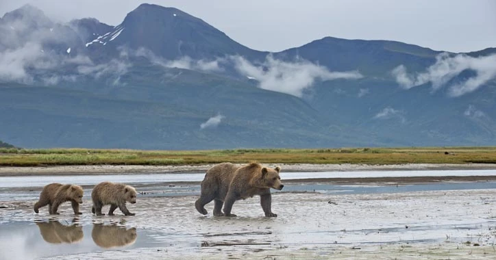 Alaska - The Call of the Wild