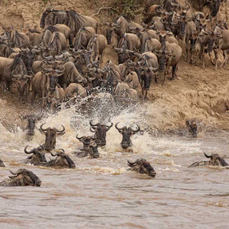 Kenaya-Tanzania-Great-Migration-Safari