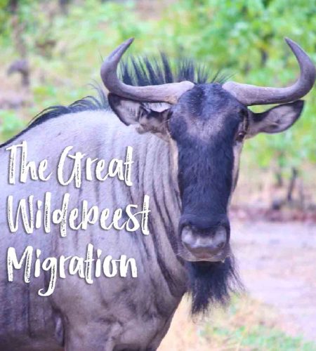 Kenya-itinerary-wildebeest-migration