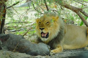 lion-predator-feasting-on-wildebeest